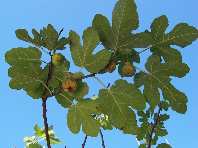 autumn-fig-fig-tree-fruit-leaves